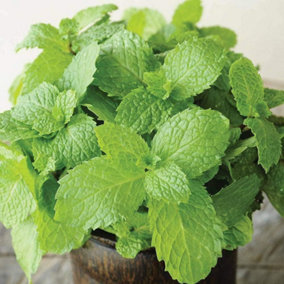 Herb Mint 1 Seed Packet (750 Seeds)