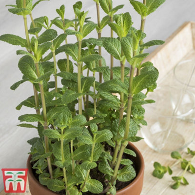 Herb Moroccan Mint 1 Litre Potted Plant x 1