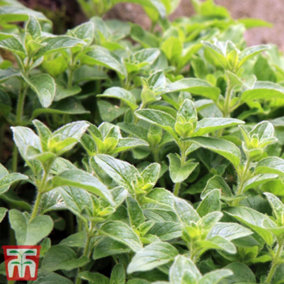 Herb Oregano Hot & Spicy 1 Litre Potted Plant x 1