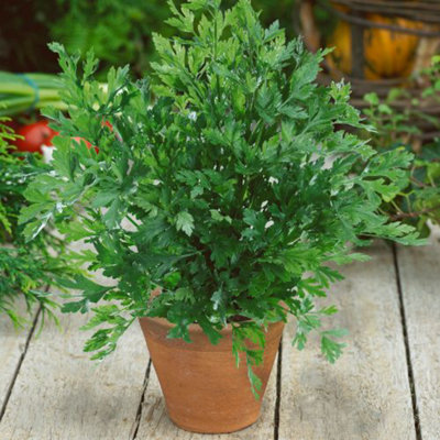 Herb Parsley Flat Leaf 1 Litre Potted Plant x 1