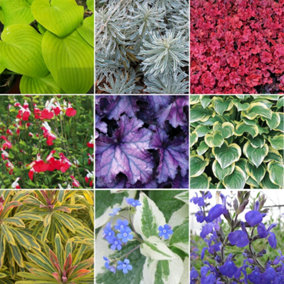 Herbaceous Plant Mix - Beautiful Collection of Outdoor Plants, Ideal for UK Gardens, 9cm Pots (10 Pack)