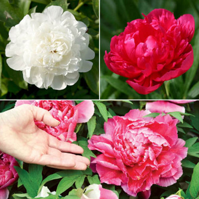 Herbeaceous Hardy Peony Plants Pink Red and White Bare Roots - Supplied ...