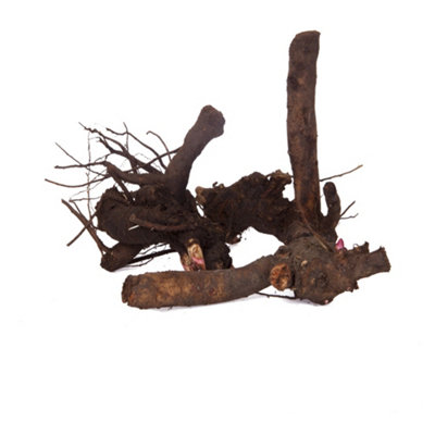 Herbeaceous Hardy Peony Plants Pink Red and White Bare Roots - Supplied as Bare Root Peony Plant Ready to Plan tin Gardens - 3