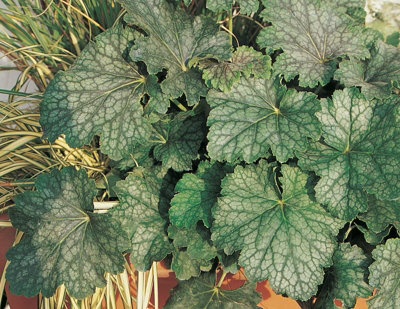 Coral Bells Dale S Strain