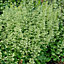 Heuchera Apple Crisp Garden Plant - Bright Green Foliage, Moderate Height (30-40cm Height Including Pot)