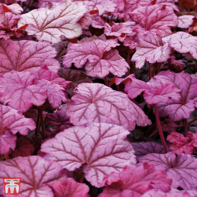 Heuchera Berry Smoothie 50mm Plug Plant x 1