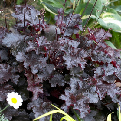 Heuchera Black Beauty Garden Plant - Dark Foliage, Compact Size (20-30cm Height Including Pot)