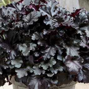 Heuchera Black Pearl Garden Plant - Coral Bells, Deep Purple-Black Foliage, Compact Size (20-30cm Height Including Pot)