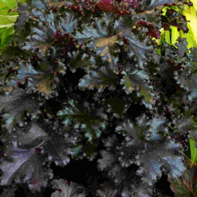 Heuchera Black Taffeta Garden Plant - Elegant Black Foliage, Compact Size, Attracts Pollinators (20-30cm Height Including Pot)