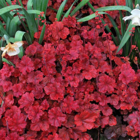 Heuchera Cherry Cola Garden Plant - Rich Cherry-Coloured Foliage, Compact Size, Attracts Pollinators (20-30cm)