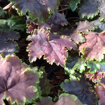 Heuchera Chocolate Limes Garden Plant - Unique Bronze and Lime Green Foliage, Compact Size (20-30cm Height Including Pot)