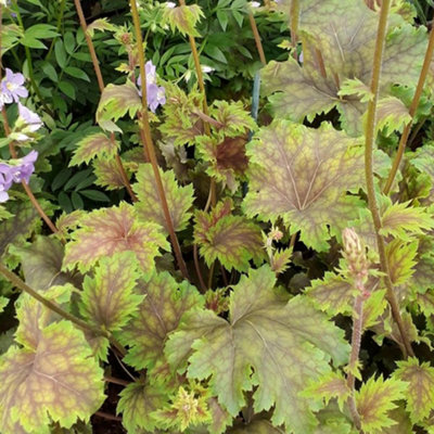 Heuchera Chocolate Limes Garden Plant - Unique Bronze and Lime Green Foliage, Compact Size (20-30cm Height Including Pot)