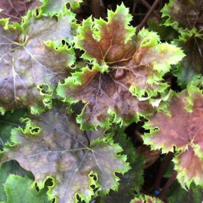 Heuchera Chocolate Limes Garden Plant - Unique Bronze and Lime Green Foliage, Compact Size (20-30cm Height Including Pot)