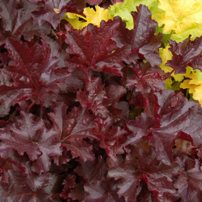 Heuchera Chocolate Ruffles Garden Plant - Rich Chocolate-Coloured Foliage, Compact Size (15-25cm Height Including Pot)