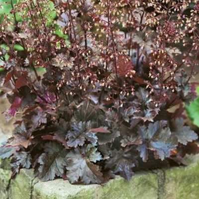 Heuchera Chocolate Ruffles Garden Plant - Rich Chocolate-Coloured Foliage, Compact Size (15-25cm Height Including Pot)