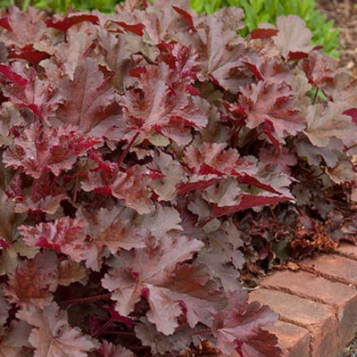 Heuchera Chocolate Ruffles Garden Plant - Rich Chocolate-Coloured Foliage, Compact Size (15-25cm Height Including Pot)