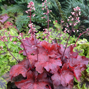 Heuchera Fire Chief Garden Plant - Rich Red Foliage, Compact Size (15-30cm Height Including Pot)