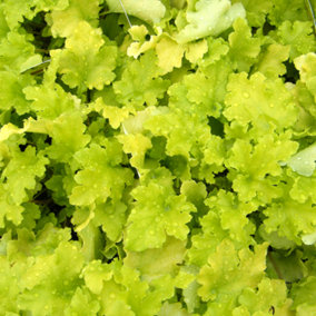 Heuchera Lime Marmalade Garden Plant - Bright Lime Green Foliage, Compact Size (20-30cm Height Including Pot)