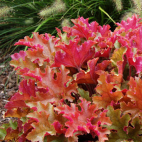Heuchera Marmalade - Amber-Red Foliage, Coral Bells, Perennial, Hardy (30-40cm Height Including Pot)