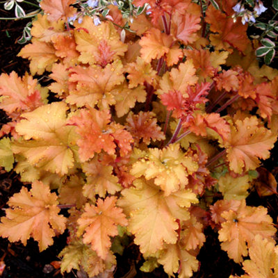 Heuchera Marmalade - Amber-Red Foliage, Coral Bells, Perennial, Hardy (30-40cm Height Including Pot)