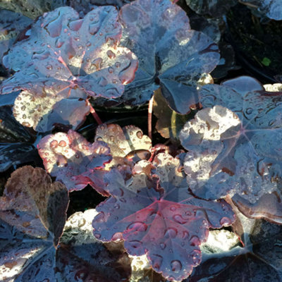 Heuchera Obsidian Garden Plant - Dark and Rich Obsidian Foliage, Compact Size (20-30cm Height Including Pot)