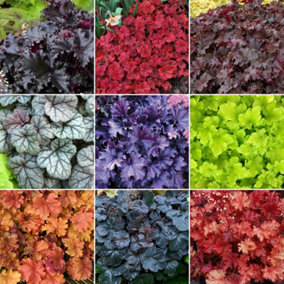 Heuchera Plant Mix - Beautiful Collection of Outdoor Plants, Ideal for UK Gardens, 9cm Pots (10 Pack)