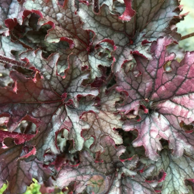 Heuchera Plant Mix - Beautiful Collection of Outdoor Plants, Ideal for UK Gardens, 9cm Pots (3 Pack)