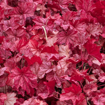 Heuchera Plant Mix - Beautiful Collection of Outdoor Plants, Ideal for UK Gardens, 9cm Pots (3 Pack)