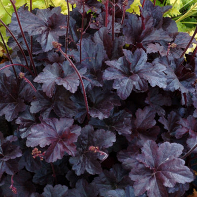 5 X Heuchera Plant Mix - High Quality Established Plants in Pots UK Grown main image 0