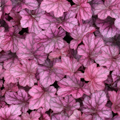 Heuchera Wild Rose Garden Plant - Deep Red-Purple Foliage, Perennial ...