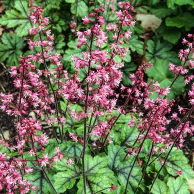 Heucherella Tapestry - Pink Flowers, Evergreen Foliage, Perennial Plant ...