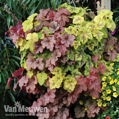 Heucherella Trailing Collection 3 Jumbo Plug Plants (30mm)