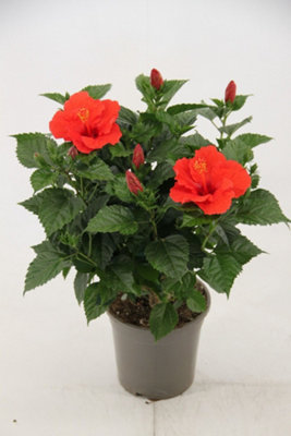 Hibiscus Bordeaux, 21cm Pot Size, 65cm Tall, Bordeaux hibiscus ,Indoor  Houseplant