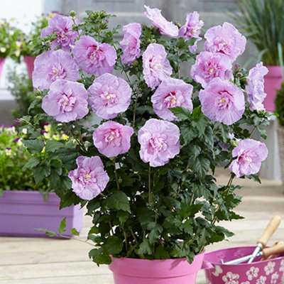 Hibiscus 'Chiffon Lavender' in a 3L Pot