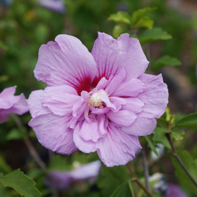 Hibiscus 'Chiffon Lavender' in a 3L Pot
