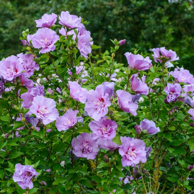 Hibiscus 'Chiffon Lavender' in a 3L Pot - 3