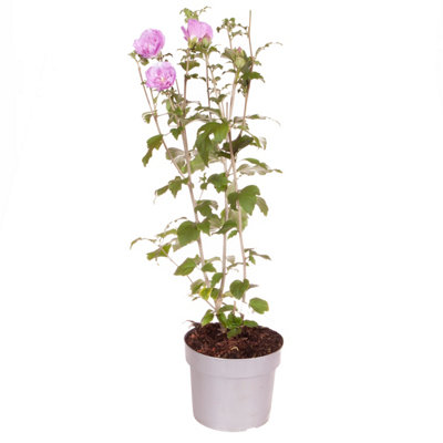 Hibiscus 'Chiffon Lavender' in a 3L Pot - 4