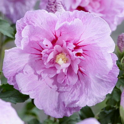 Hibiscus Lavender Chiffon Garden Plant - Bright Pink Blooms (15-30cm Height Including Pot)