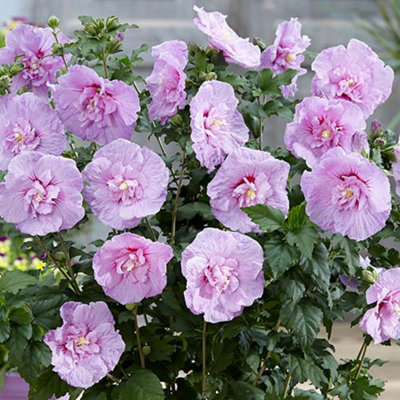Hibiscus Lavender Chiffon in a 9cm Pot