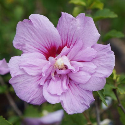 Hibiscus Lavender Chiffon in a 9cm Pot - 3