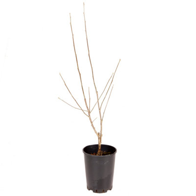 Hibiscus Marina in a 19cm Pot Hibiscus Plant for Garden Ready to Plant Out - 3