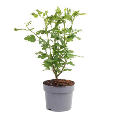 Hibiscus Marina in a 19cm Pot Hibiscus Plant for Garden Ready to Plant Out - 4