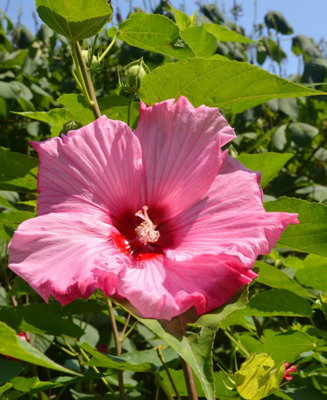 Hibiscus Mineru Eruption- Hardy Hibiscus with Eye catching Blooms - 1 x 9cm pot