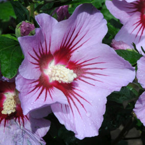Hibiscus Pink Flirt Garden Plant - Playful Purple Red and White Blooms (15-30cm Height Including Pot)