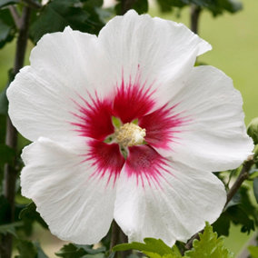 Hibiscus Red Heart Garden Plant - Striking White Blooms with Red Center (15-30cm Height Including Pot)