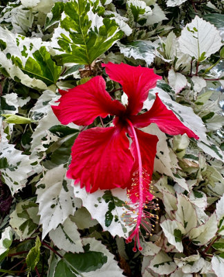 Hibiscus rosa-sinensis Variegata Plug plant tropical hibiscus