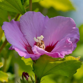 Hibiscus Russian Violet Garden Plant - Vibrant Violet-Purple Blooms