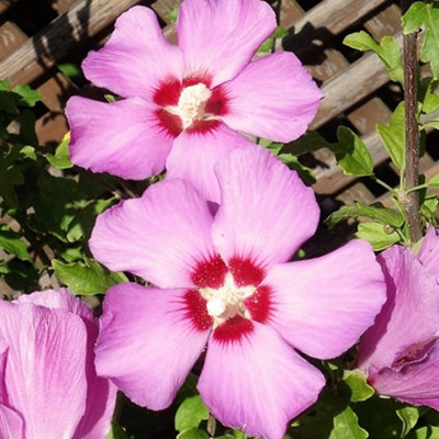 Hibiscus Russian Violet Garden Plant - Vibrant Violet-Purple Blooms