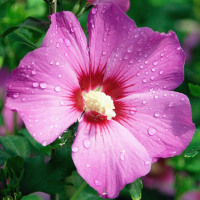 Hibiscus Russian Violet Garden Plant - Vibrant Violet-Purple Blooms