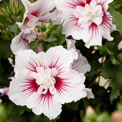 Hibiscus Starburst Chiffon in a 3L Pot Hibiscus Plants for Gardens